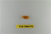 藏品(方形大額蟹)的圖片